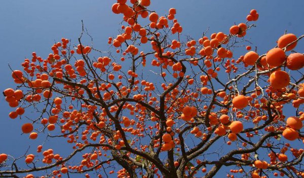 柿子树嫁接方法和时间