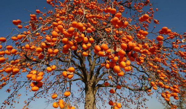 柿子树嫁接方法和时间