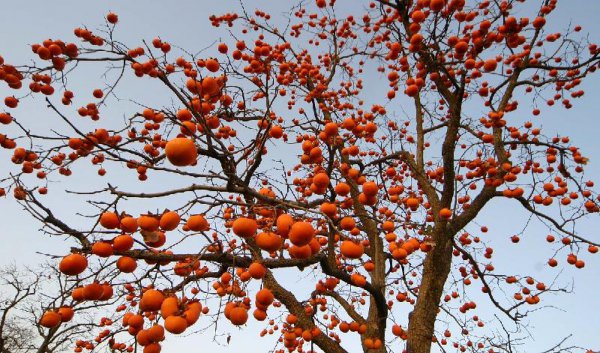 柿子树嫁接方法和时间