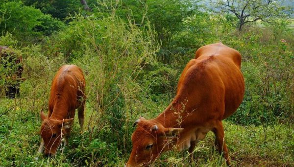 牛属相和什么属相配婚姻如何