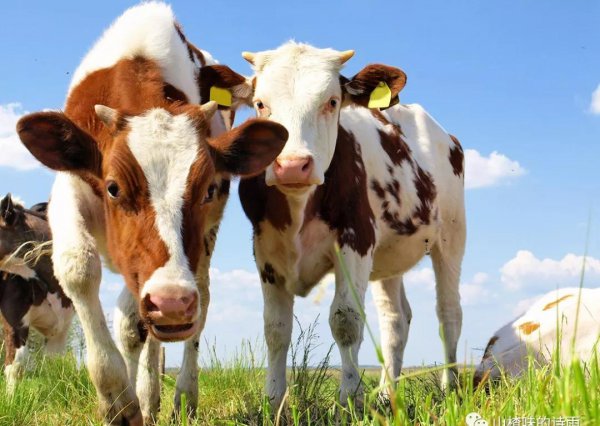 牛属相和什么属相配婚姻如何