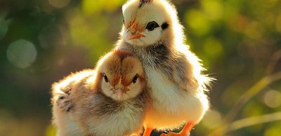 先有的鸡还是先有的蛋 世界上是先有鸡还是先有蛋