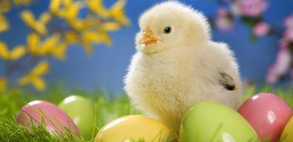 先有的鸡还是先有的蛋