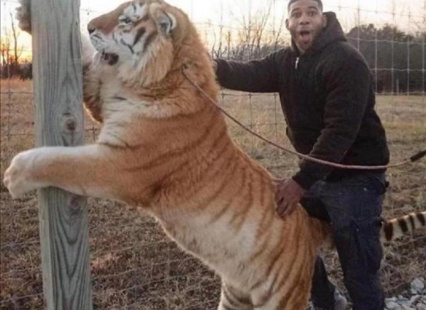 武松打虎是真的吗