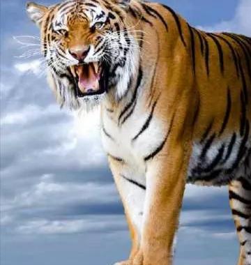 武松打虎是真的吗