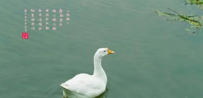 武则天看了骆宾王的檄文反应 如何对待骂她的骆宾王