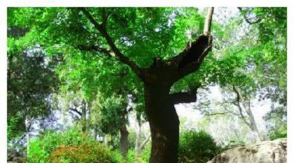 崇祯皇帝吊死的歪脖树