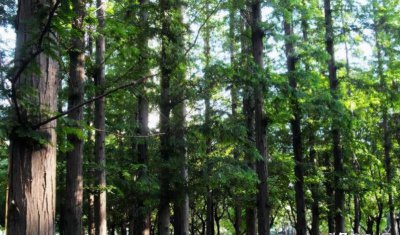 松木家具的优缺点总结 普通家庭选什么松木家具最好