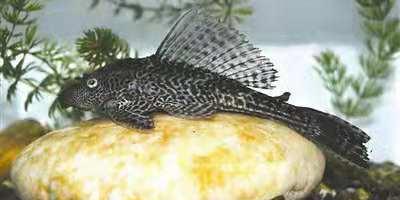 除藻能力最强的鱼