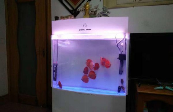 除藻能力最强的鱼