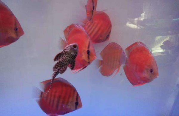 除藻能力最强的鱼