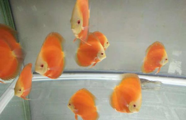 除藻能力最强的鱼