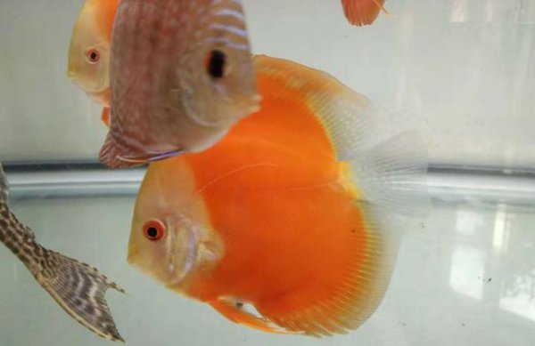 除藻能力最强的鱼