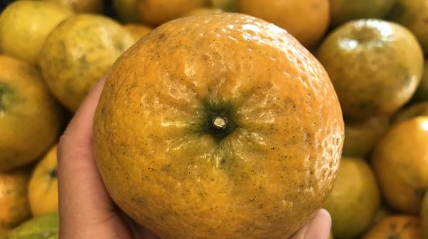 陈皮怎么制作最好