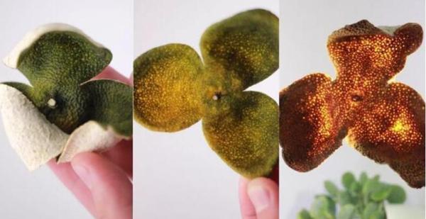 陈皮怎么制作最好