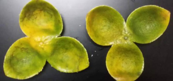 陈皮怎么制作最好