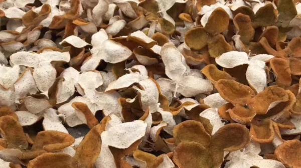 陈皮怎么制作最好