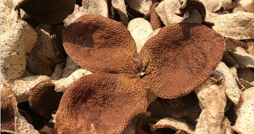 陈皮怎么制作最好