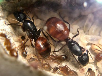 世界上最大的蚂蚁有多大图片 史上最大公牛蚁生活在哪里