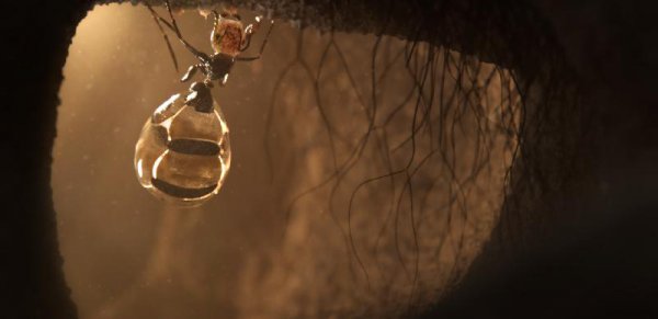 世界上最大的蚂蚁有多大图片