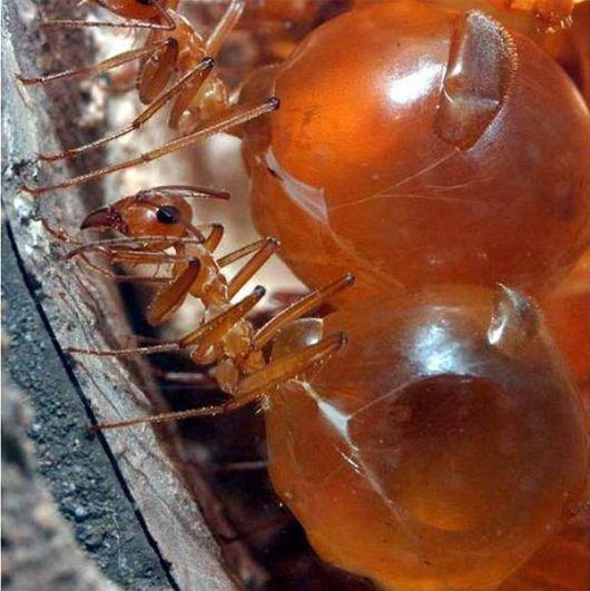 世界上最大的蚂蚁有多大图片