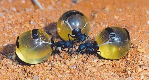 世界上最大的蚂蚁有多大图片