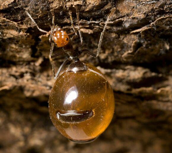 世界上最大的蚂蚁有多大图片