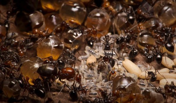 世界上最大的蚂蚁有多大图片