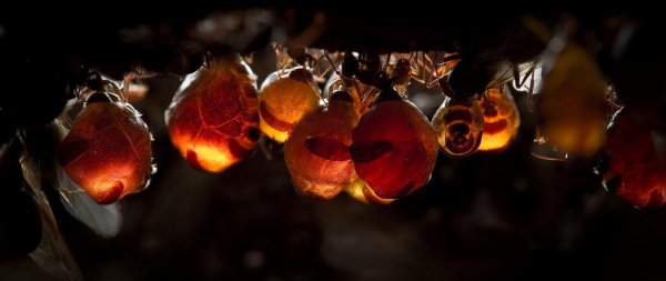 世界上最大的蚂蚁有多大图片