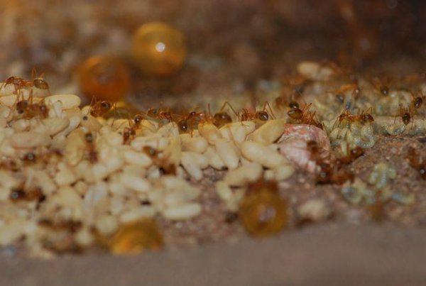 世界上最大的蚂蚁有多大图片