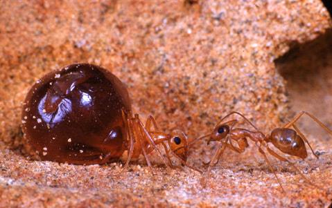 世界上最大的蚂蚁有多大图片