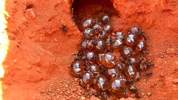 世界上最大的蚂蚁有多大图片