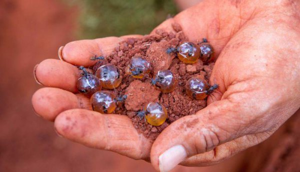 世界上最大的蚂蚁有多大图片