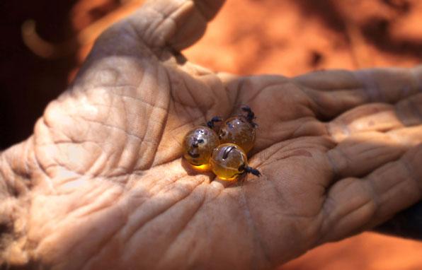 世界上最大的蚂蚁有多大图片