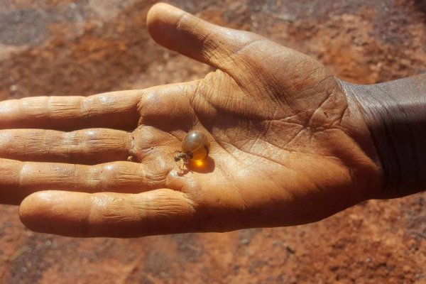 世界上最大的蚂蚁有多大图片