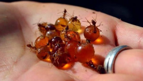 世界上最大的蚂蚁有多大图片