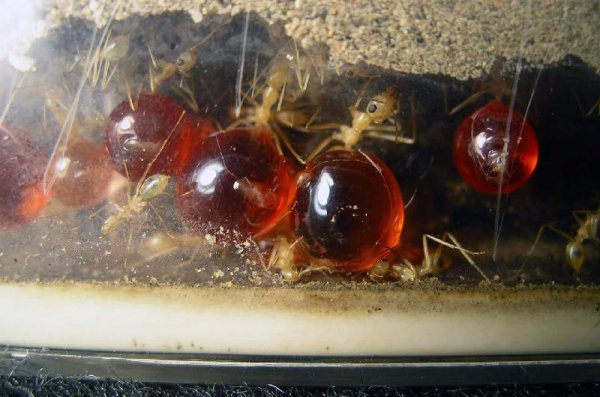 世界上最大的蚂蚁有多大图片