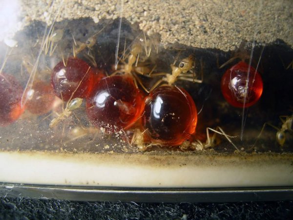 世界上最大的蚂蚁有多大图片