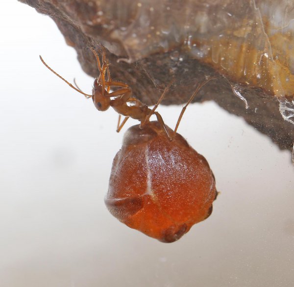 世界上最大的蚂蚁有多大图片