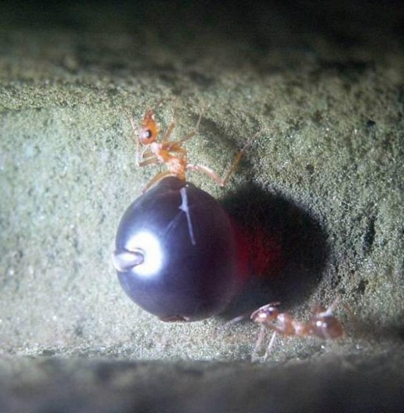 世界上最大的蚂蚁有多大图片