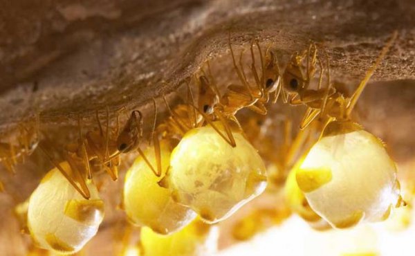 世界上最大的蚂蚁有多大图片