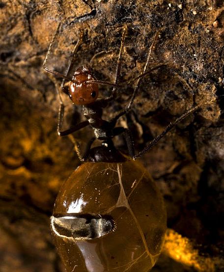 世界上最大的蚂蚁有多大图片