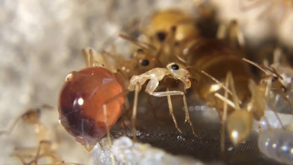 世界上最大的蚂蚁有多大图片