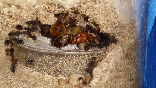 世界上最大的蚂蚁有多大图片