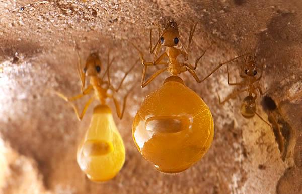 世界上最大的蚂蚁有多大图片