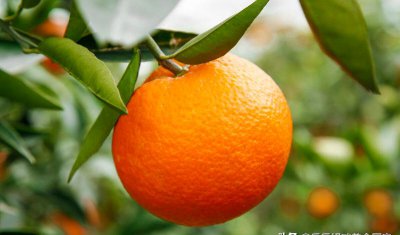 脐橙哪里的最好吃 中国什么地方的脐橙最有名好吃