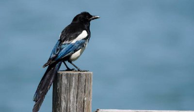 摩羯男对你无感的表现 摩羯座男不走心的表现有哪些