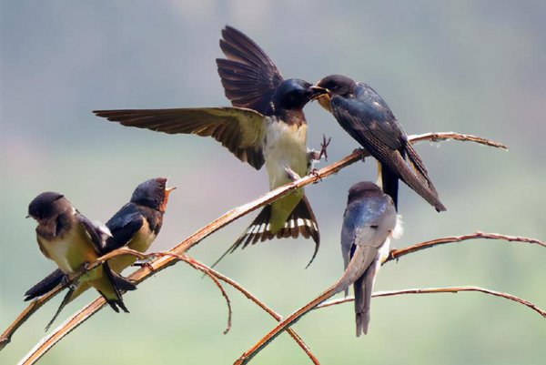 燕子冬天去在哪里过冬