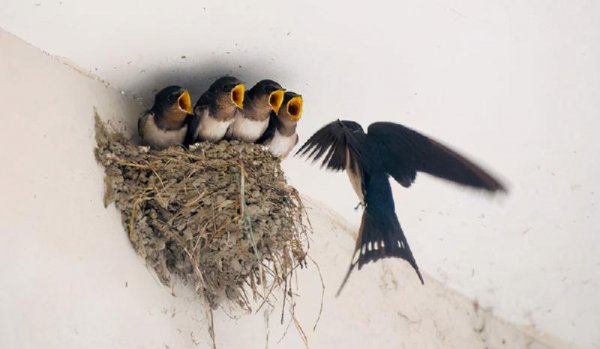 燕子冬天去在哪里过冬