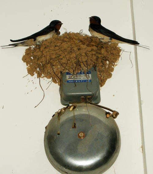 燕子冬天去在哪里过冬